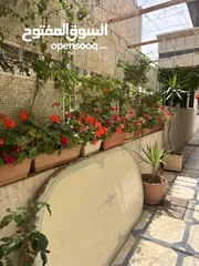  13 زريعة للبيع عدد 250 قوار مشكلات