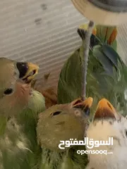  3 فراخ للزق اليدوي