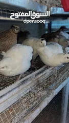  2 يوجد لدينا كميه ازا بدك تيجي  تحملهم كلهم