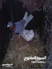  2 جواز تحظين