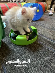  10 Persian male kitten 1 month 25 days قط شيرازي ذكر شهر و 25 يوم