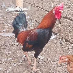  2 ديج شمسي كويتي (الوصف)