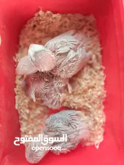  1 African love bird chicks