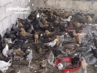  5 فرخات جاج بلدي سوبر
