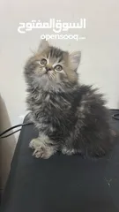  4 كتن ذكر عمره شهرين نظيف وهادي وبحب يلعب