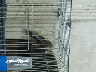  3 حبتين حساسين للبدل