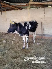  1 ثور   ظفاري