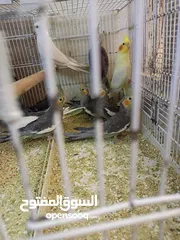  4 كوكتيل مشكل الوان وايت فيس وابيض   وحبشي صحة ما شاء الله تبارك الله  2 ابيض 3 وايت فيس 7 حبشي