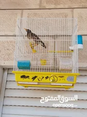  1 طير مينا ذكر