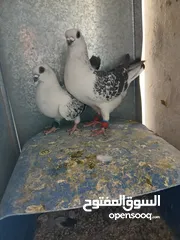  5 حمام للبيع سعر حرق كلهن مكفولة