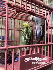  5 جوز فالو وجوز وفرد