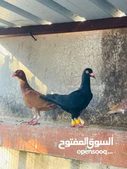  6 حمام بغدادي وبناديق مع فراخ وبيض للبدل ع فراخ جاج