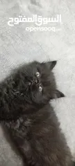 5 قـطـط هــمـالايـــا شـــوكـلـيــت مــكـــس شــــيـــــرازي لـــلـــبــــيـــع عـــمـــر 76 يـــــوم