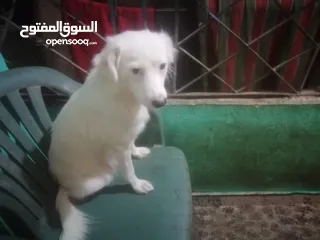  2 جراوي للبيع