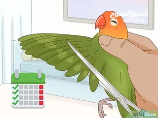  2 قص وبرد منقار واظافر وجناح الببغاء او للطيور مع حمام كامل