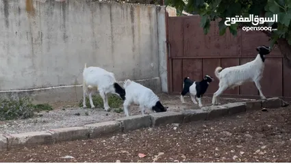  1 ماعز البينو للبيع