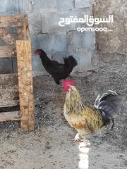 1 ديك وجاجة بياض