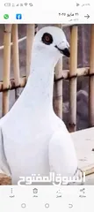  2 بسم الله والصلاه على رسول الله فحول طيور حمام وجواز للبيع