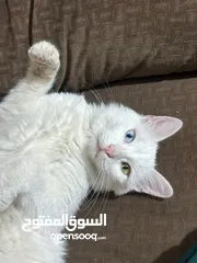  2 قطة انجورا تركية مميزة لطيفة جدا بعيون مميزة
