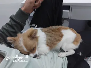  2 كلب بومرينيان ذكر للبيع