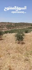  2 قطعة أرض للبيع من المالك مباشرة بسعر خيالي ناعور / ابو الغزلان مساحة 20دونم