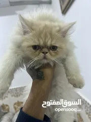  1 هملايه من ام وحده