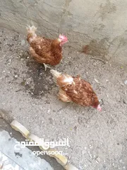  2 دجاج احمر بياض