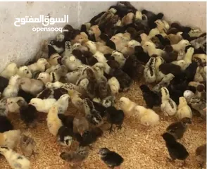  2 صوص بلدي للبيع