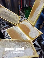 8 يوجد عسل طبيعي مكفول 100٪ من جبال عجلون _ عرجان
