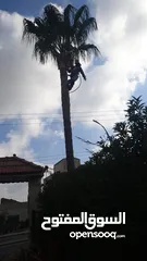  12 فني أشجار النخيل