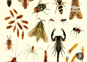 4 مكافحة جميع انواع الحشرات فقط 20 دينار