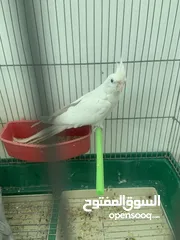  2 طيرة البينو بداية خيرها