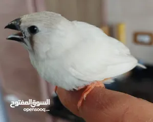  1 عصافير طيور جنة