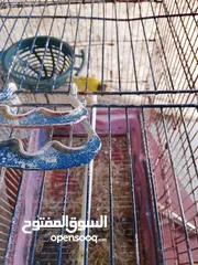  6 كاري واحد هوزو فحل وطيره مقمره بلديه راس خرزه