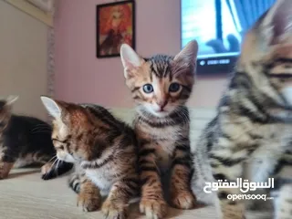  5 قطط بنغال كيتنز