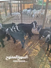  27 للبيع طليان ورخال حرية وتيوس وجفار عواض للمناسبات