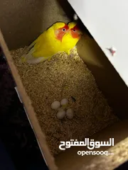  12 جوز روز لاتينو عين حمرة قابل للبدل تحتهم اربع بيضات مع قفص جديد وكوخ كبير جديد موجودات بالهاشمية