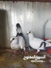  4 جواز بواز 3جواز بسعر حرق