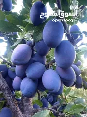  6 اقوى عروض بالمملكة   يوجد #مختصين #لتقليم #ورش #الاشجار #وصيانه #الحدائق