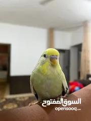 1 مطلوب انثى حب (بادجي) بسعر مناسب