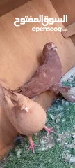  2 حمام للبيع