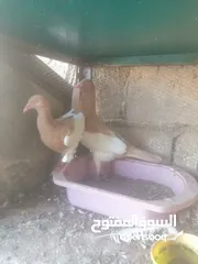  1 جوزين يهودي جوز اصفر وجوز احمر على صفره