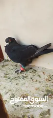  4 حمام للبيع