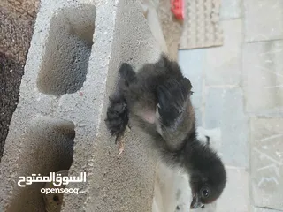  2 دجاج البراهمه الكوشن العملاق مستوا عالي جدا متواجد