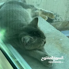  3 قط سكوتش للبيع مع أغراضه كاملة