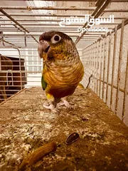  3 ببغاء الكونيور ذو الخد الأخضر 2 Green cheek conure parrots  2