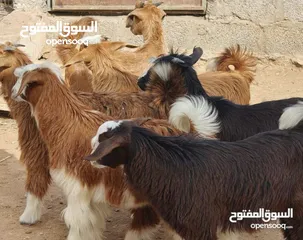  1 تيوس وسخلات محلية