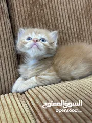  23 5 قطط هملايا للبيع – نابلس