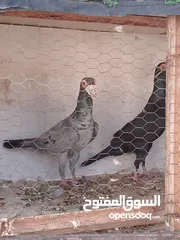  3 جوز للبيع السلط