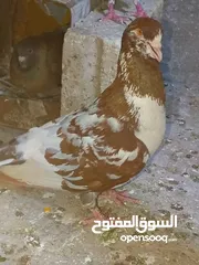  14 متاح في السلط